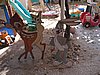 IMG_8828.jpg