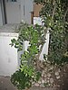 IMG_9035.jpg